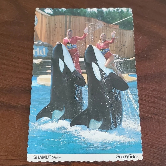 Postcard 1983 Sea World SHAMU Show Orlando Florida - Picture 1 of 4